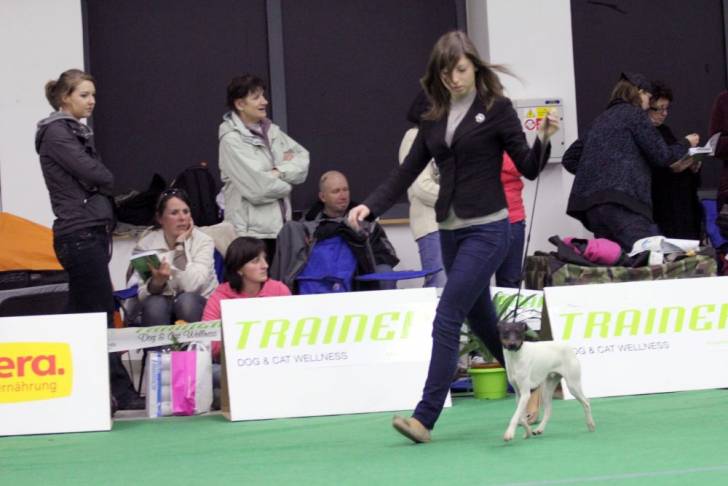Photo Terrier Japonais