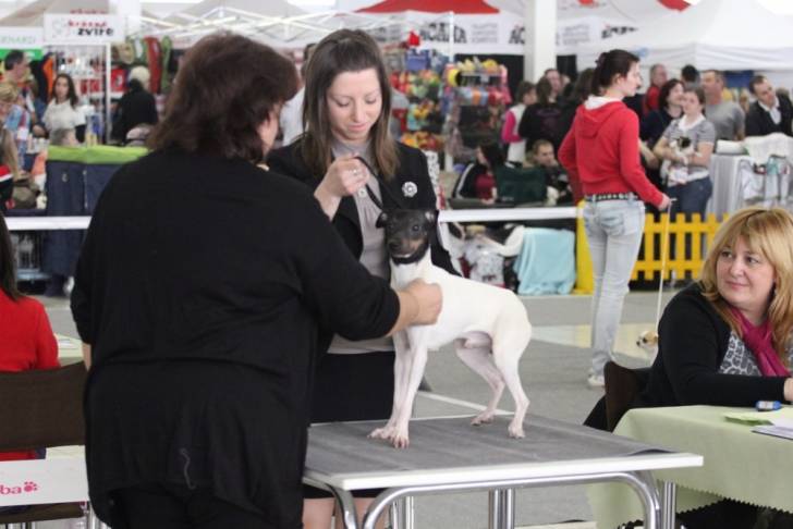 Photo Terrier Japonais