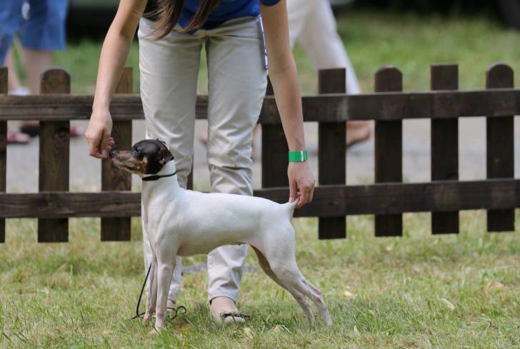 Photo Terrier Japonais