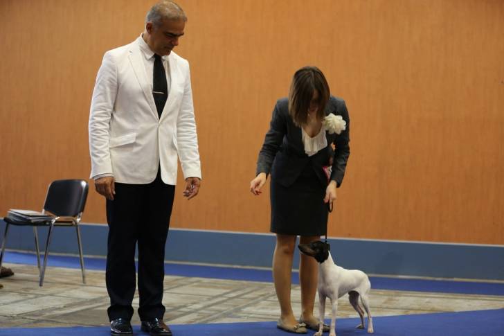 Photo Terrier Japonais