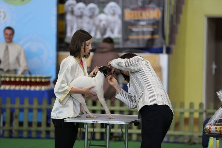 Photo Terrier Japonais