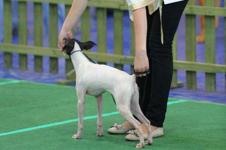 Photo Terrier Japonais