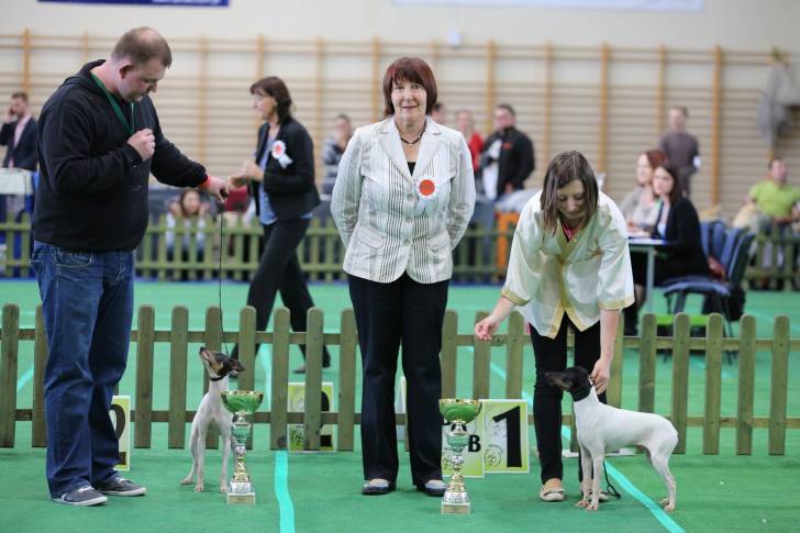 Photo Terrier Japonais