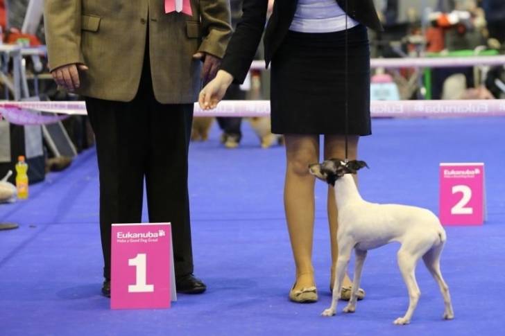 Photo Terrier Japonais