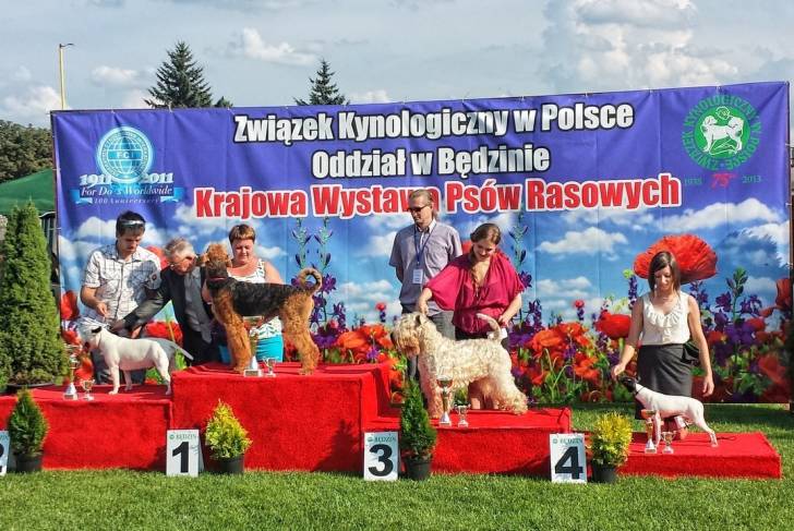 Photo Terrier Japonais