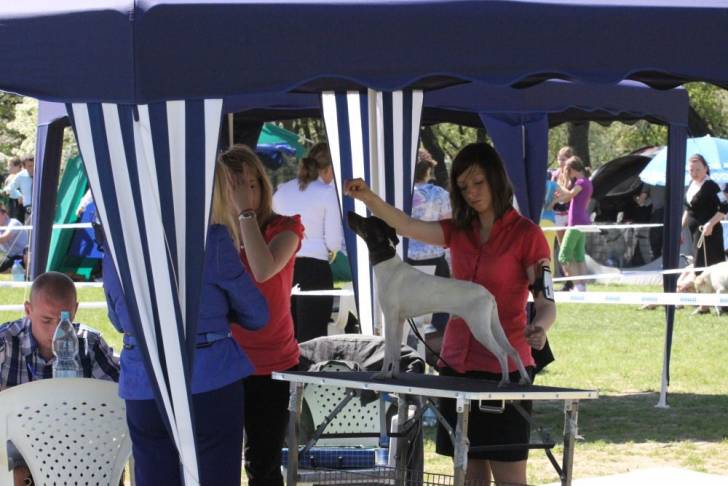 Photo Terrier Japonais