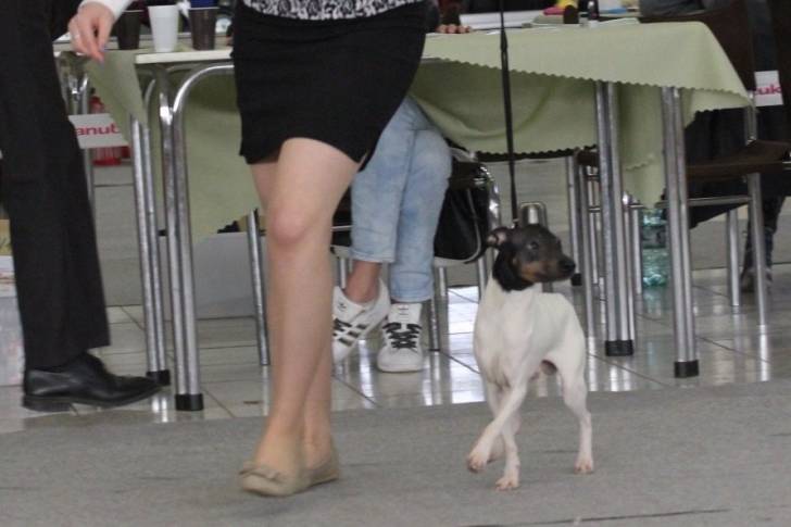 Photo Terrier Japonais