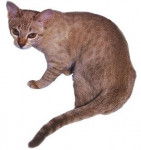 Australian Mist - Australian Mist