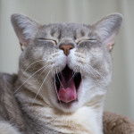 Photo Australian Mist