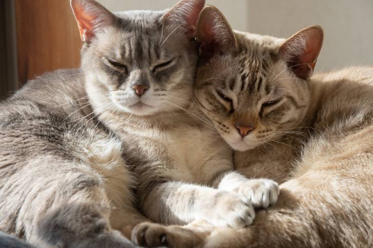 Deux Australian Mists gris tabby endormis côte à côte
