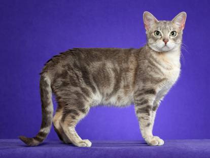 Photo Australian Mist