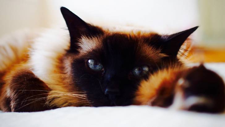 Le Birman - Balinais