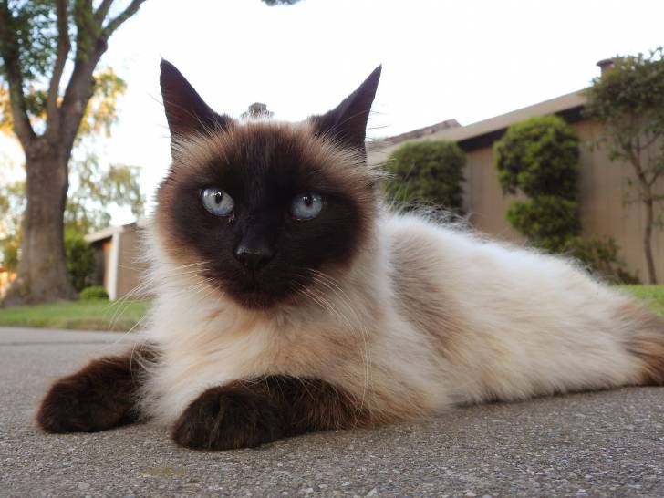 Le Birman - Balinais