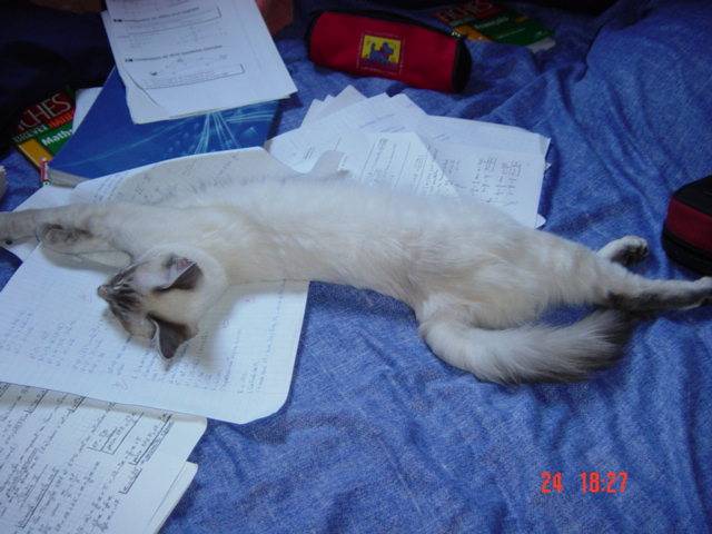 Fini le boulot!!!!! - Balinais