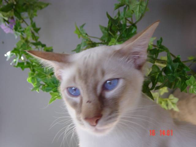 Humphrey - Balinais (9 mois)