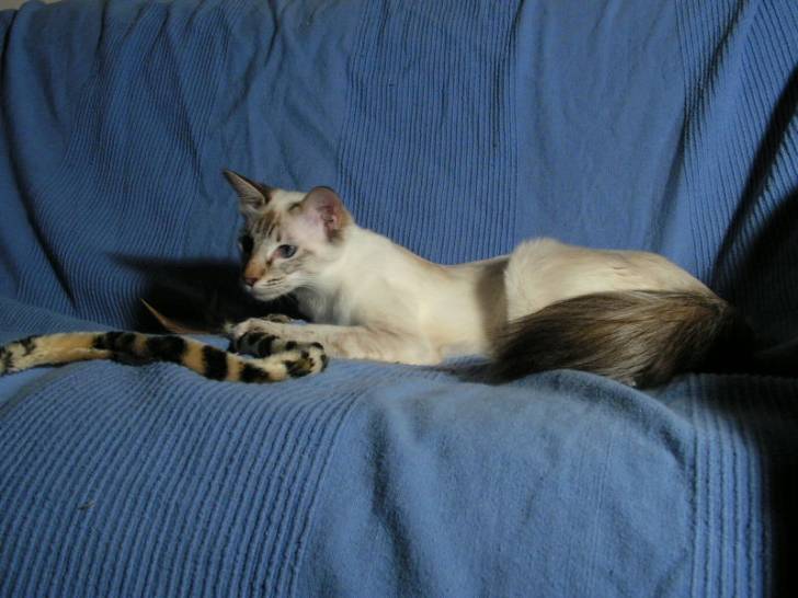 Photo Balinais