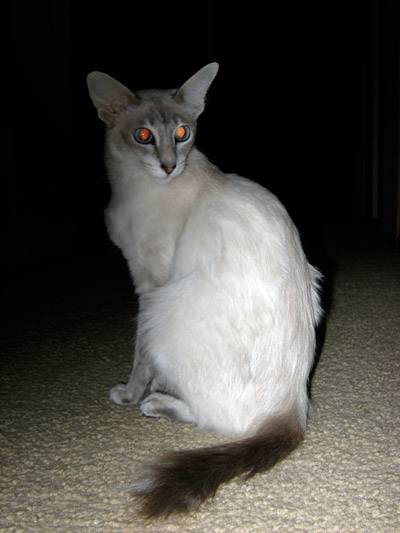 Photo Balinais