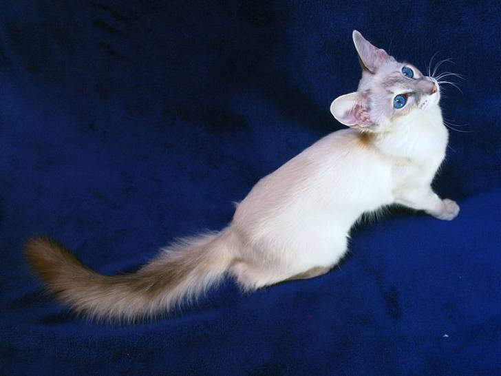 Un Balinais blue point avec de beaux yeux bleus