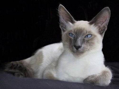 Photo Balinais