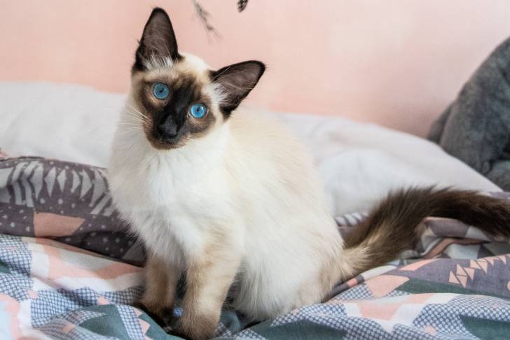 Un chat Balinais assis sur le lit