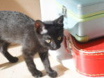 bagheera - Bleu Russe (3 mois)