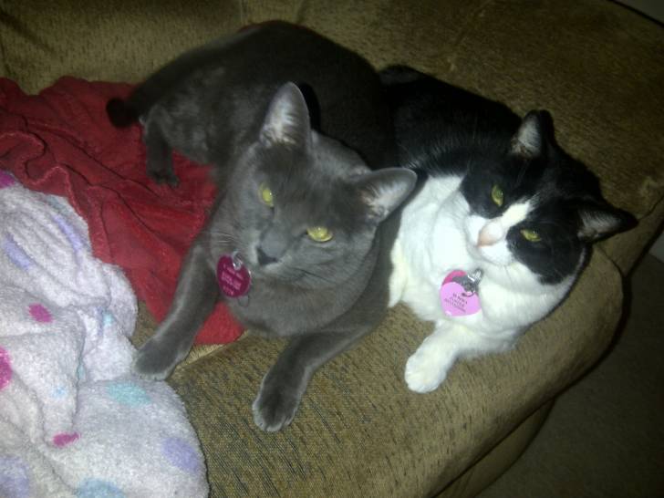 Taz and Mommy - Bleu Russe Mâle (2 ans)