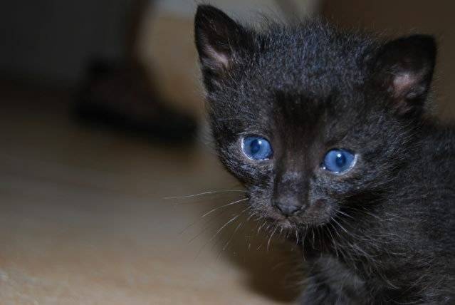la belle aux yeux bleus - Bleu Russe (1 mois)