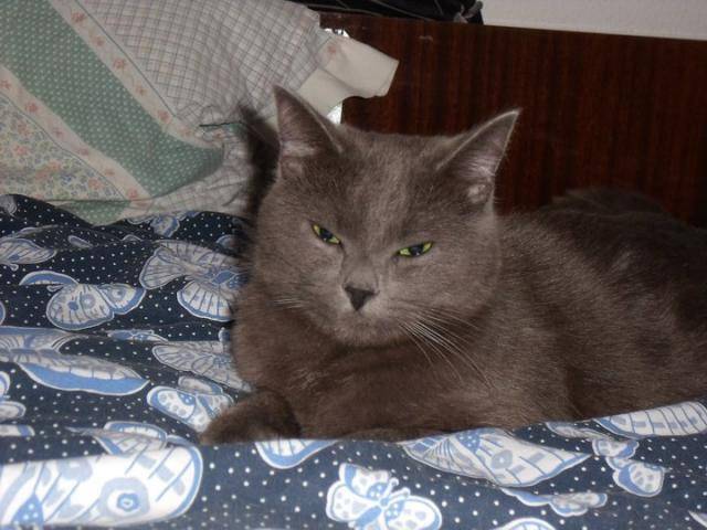Bleu russe/ Bobby - Bleu Russe