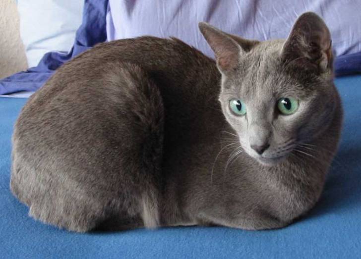 Plume - Bleu Russe