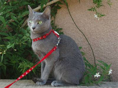 Et on pose encore - Bleu Russe
