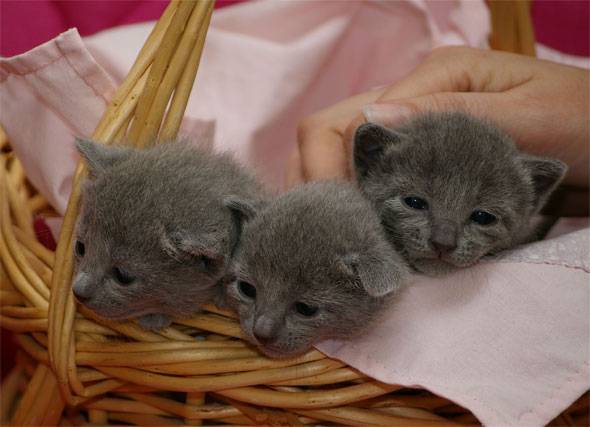 Les trois A - Bleu Russe