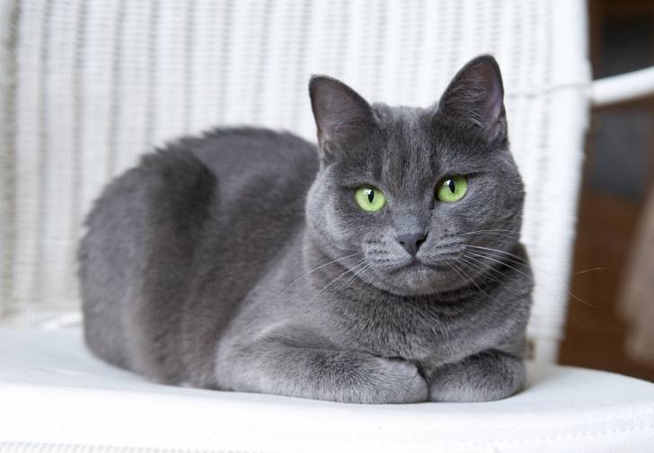 Un Bleu Russe gris aux yeux verts sur une table