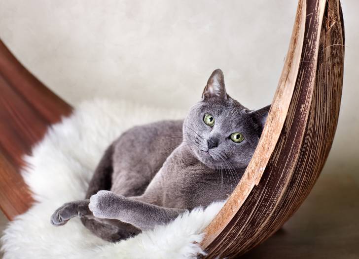 Photo Bleu Russe