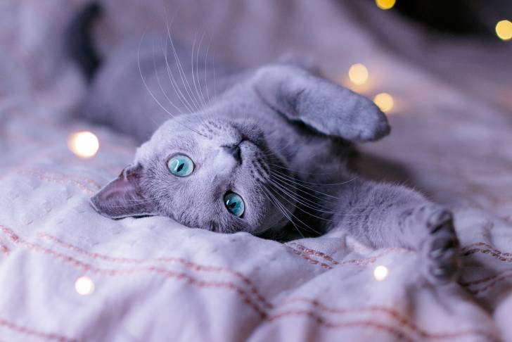 Photo Bleu Russe