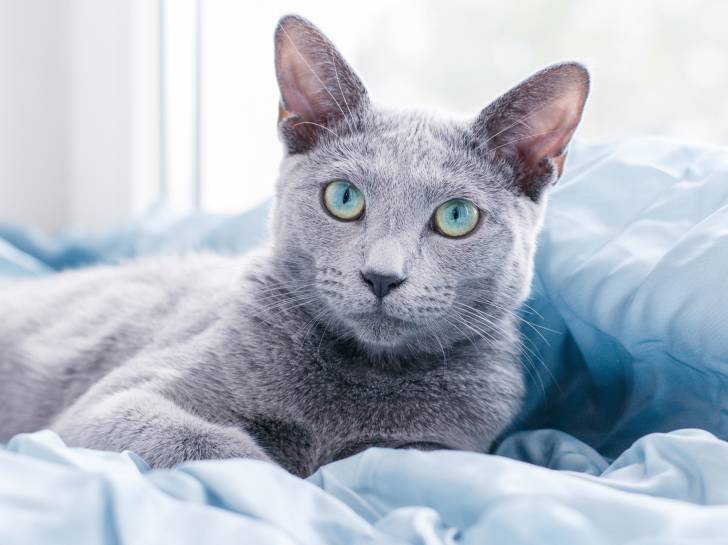 Photo Bleu Russe