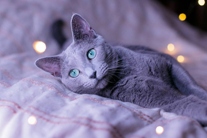 Photo Bleu Russe