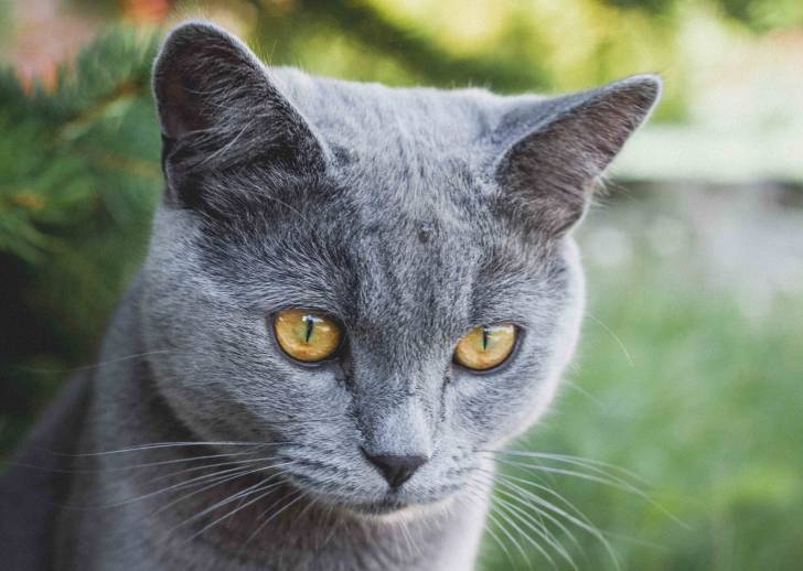 Photo Bleu Russe