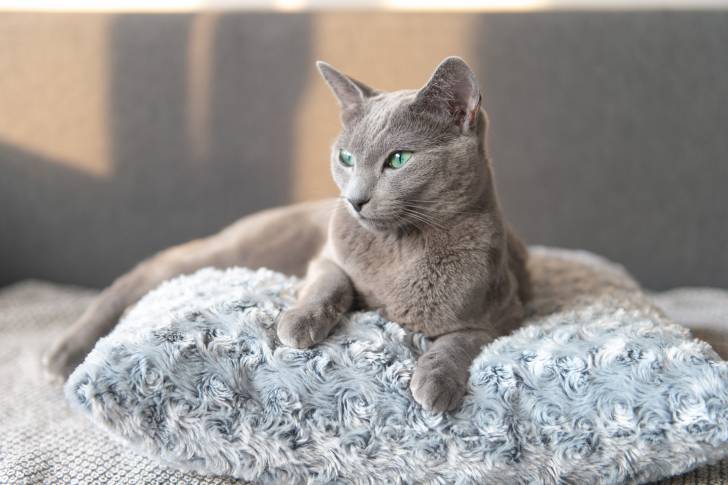 Un Bleu Russe allongé sur un coussin