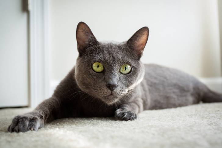 Un Bleu Russe gris aux yeux verts.