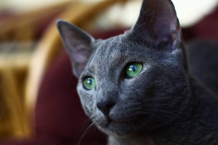 Photo Bleu Russe