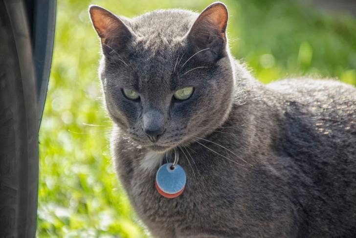 Photo Bleu Russe