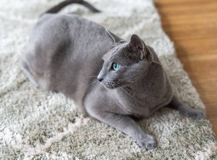 Photo Bleu Russe