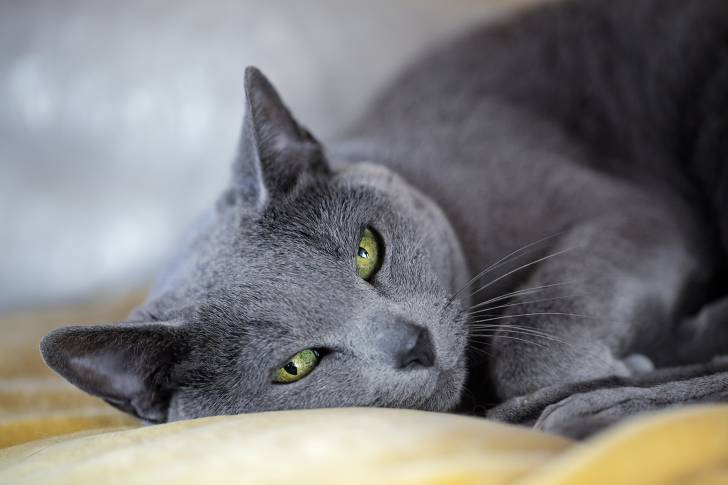 Photo Bleu Russe