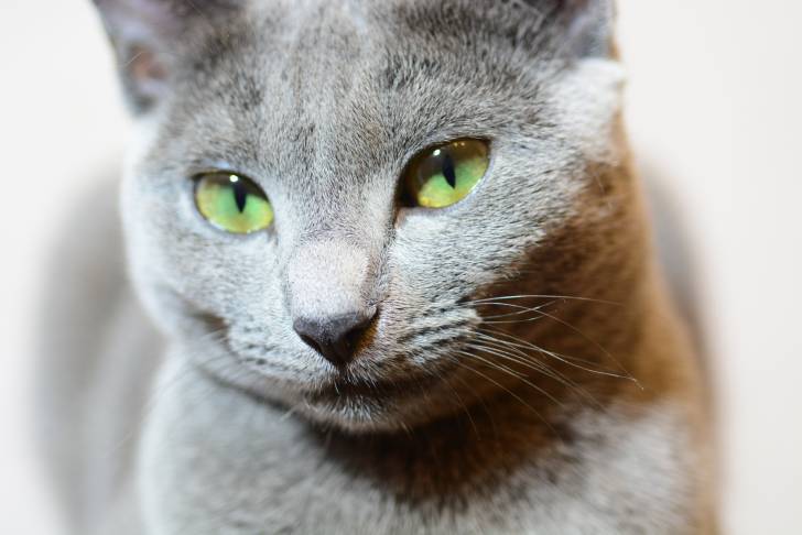 Un Bleu Russe aux yeux verts
