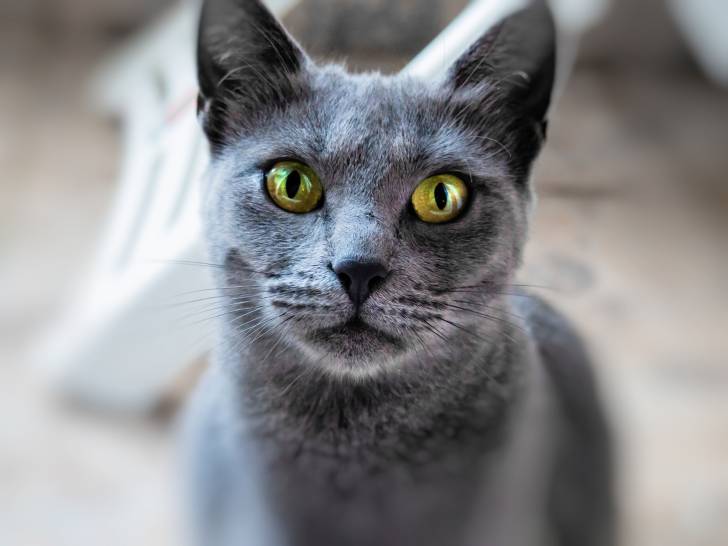 Photo Bleu Russe