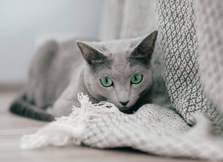 Photo Bleu Russe