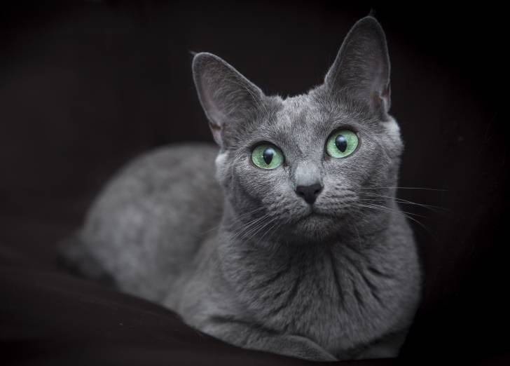 Photo Bleu Russe