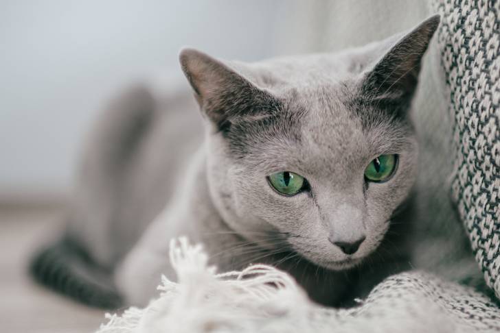 Photo Bleu Russe