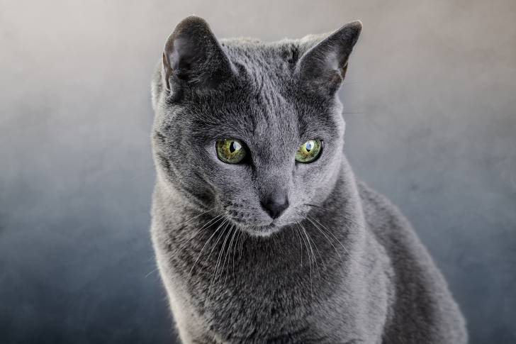 Photo Bleu Russe