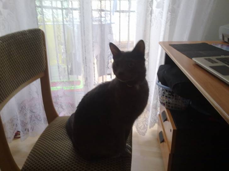 tom - Bleu Russe Mâle (2 ans)